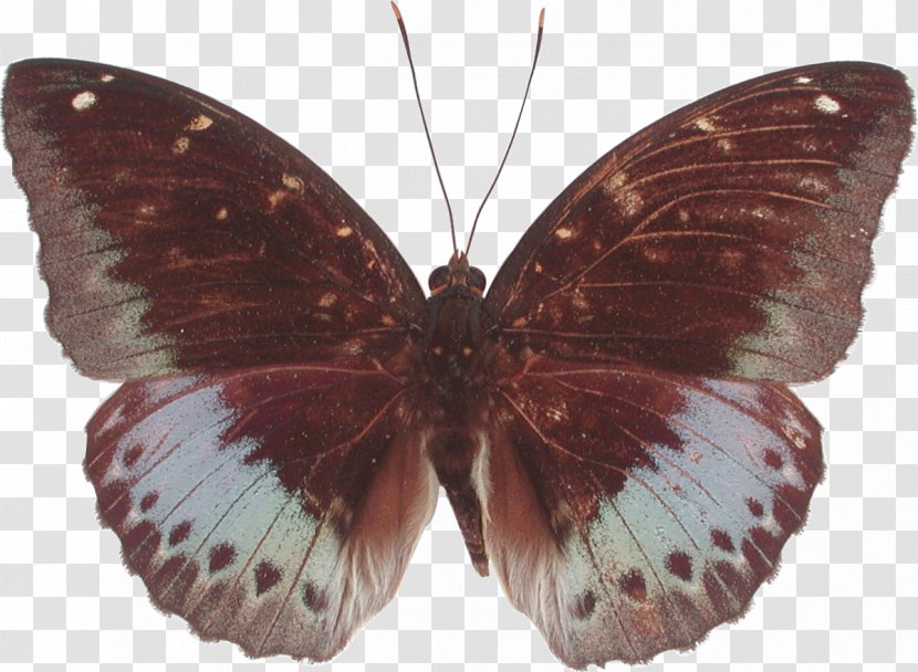Archduke Gossamer-winged Butterflies Borboleta Pieridae Moth - Moths And - Tirumala Transparent PNG
