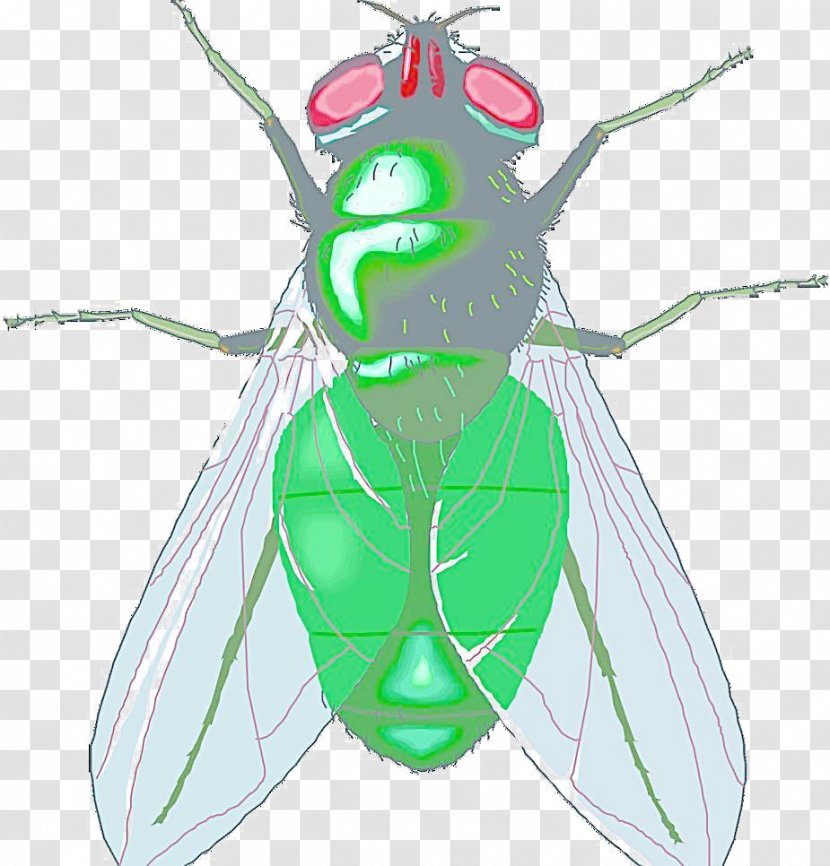 Housefly Free Content Clip Art - Tree - Textured Cartoon Insect Transparent PNG