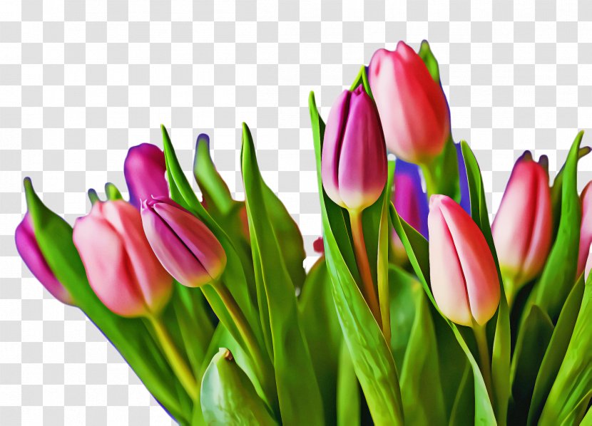 Valentines Day Background - Flower - Lily Family Tulipa Humilis Transparent PNG