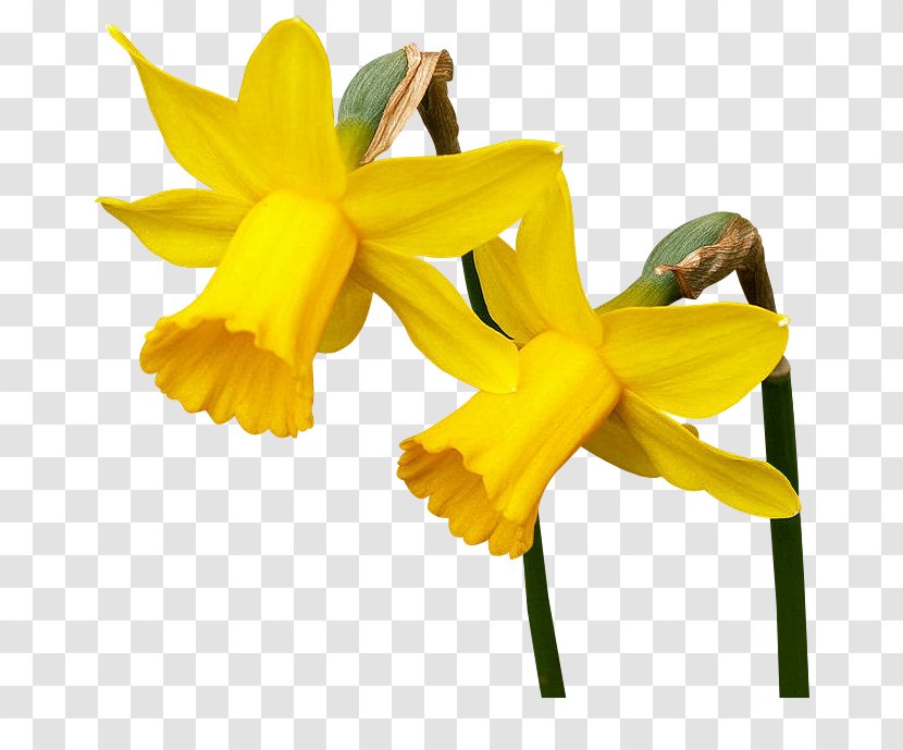 Daffodil Blog Flower Clip Art Transparent PNG