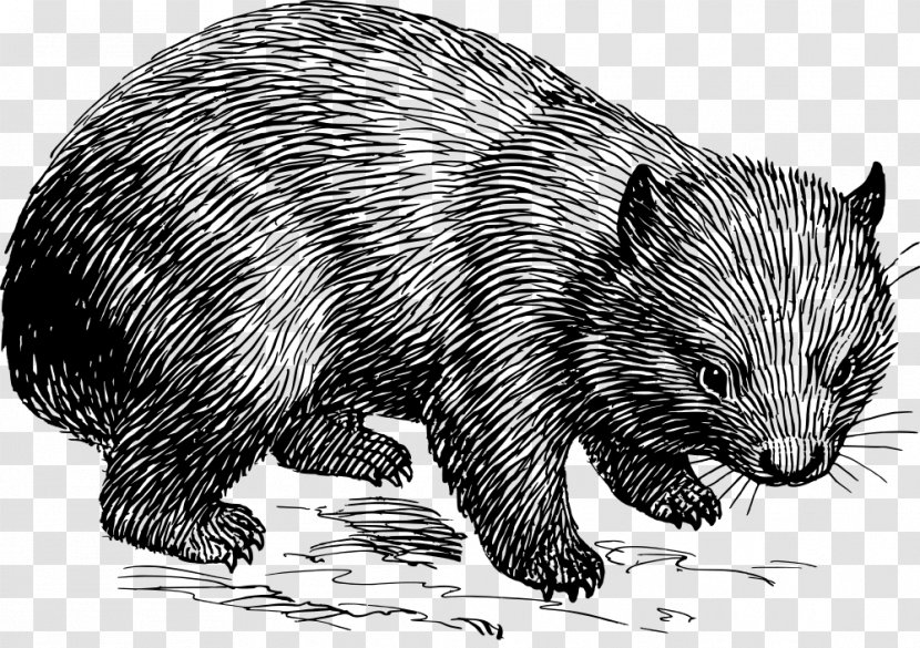 Wombat Rat What Is A Marsupial? Clip Art Transparent PNG