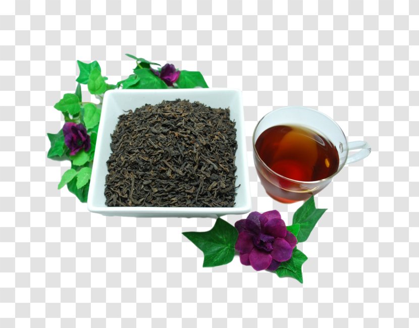 Oolong Nilgiri Tea Plant Earl Grey - Lapsang Souchong Transparent PNG