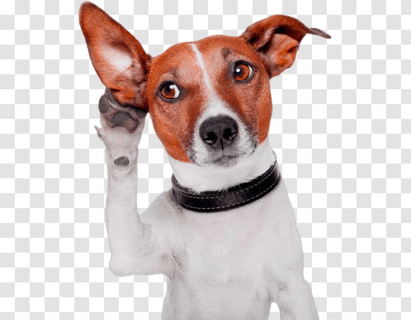 Active Listening Dog Communication Ultimate Hangman - Tree Transparent PNG