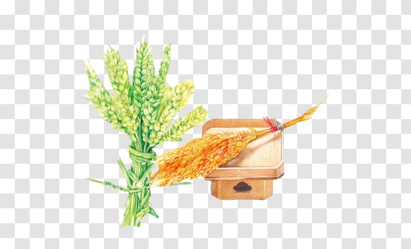 Colored Pencil Painting Illustration - Liqiu - Wheat Color Paintings Material Picture Transparent PNG