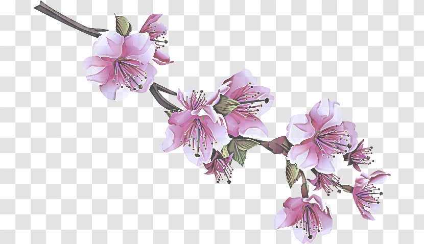 Cherry Blossom - Flowering Plant - Geranium Dendrobium Transparent PNG