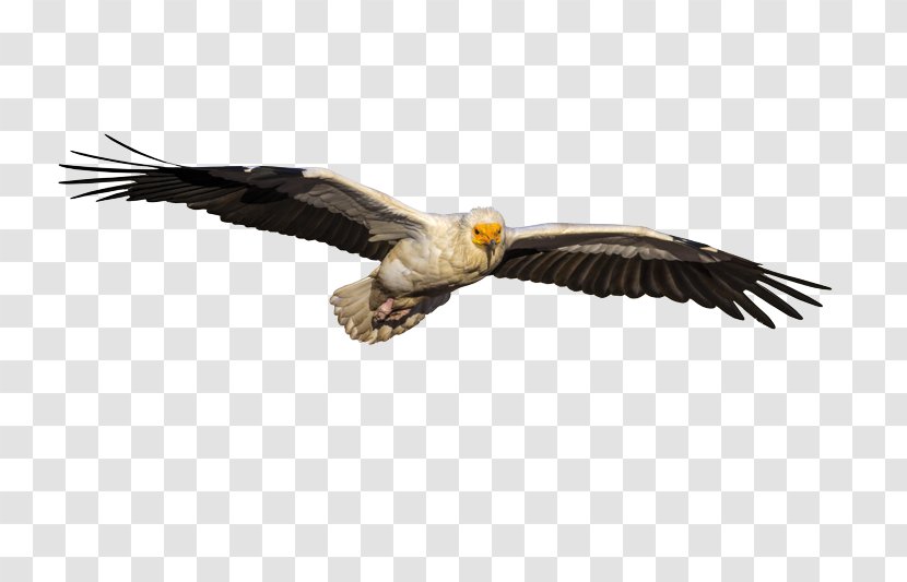 Egyptian Vulture Bald Eagle Shutterstock Stock Photography - Silhouette Transparent PNG