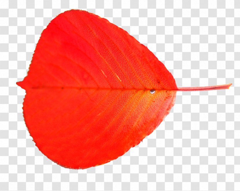 Leaf Petal Transparent PNG