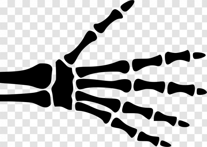 Finger X-ray Hand Carpal Bones - Xray Transparent PNG