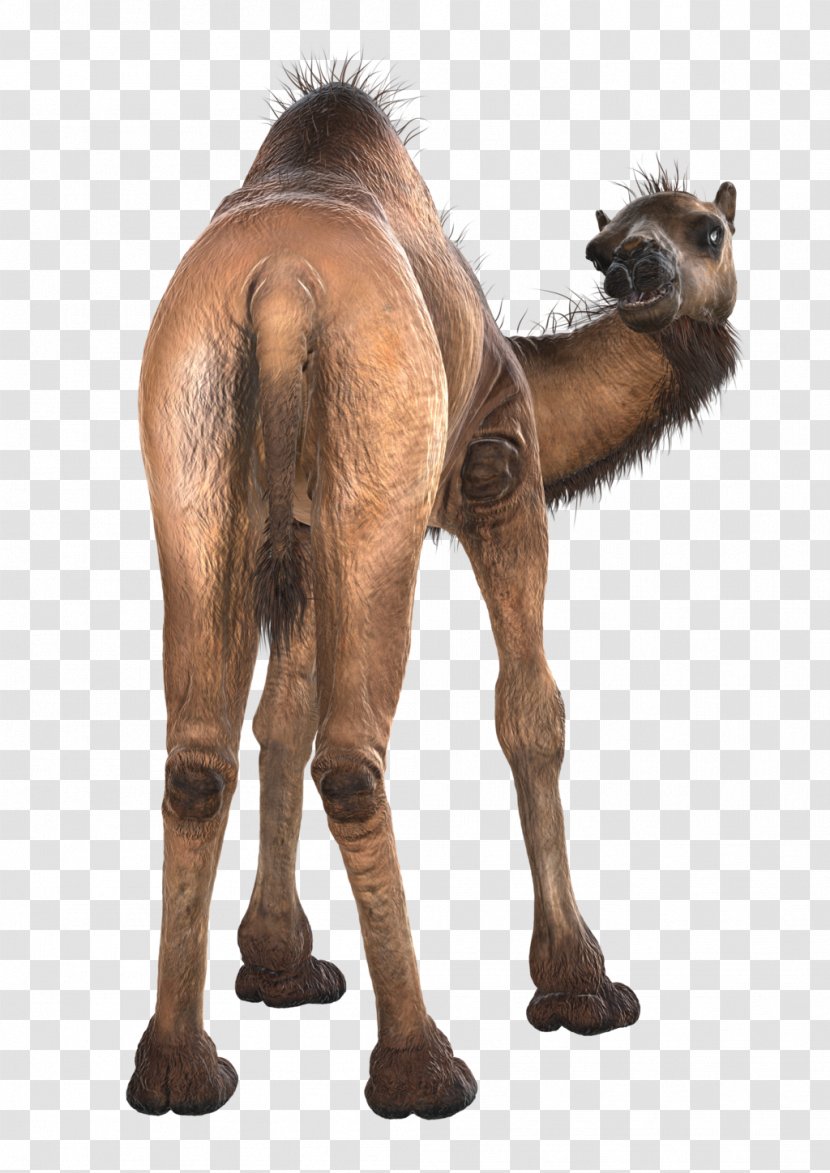 Dromedary Bactrian Camel Clip Art Pack Animal Wildlife - Clipart Transparent PNG