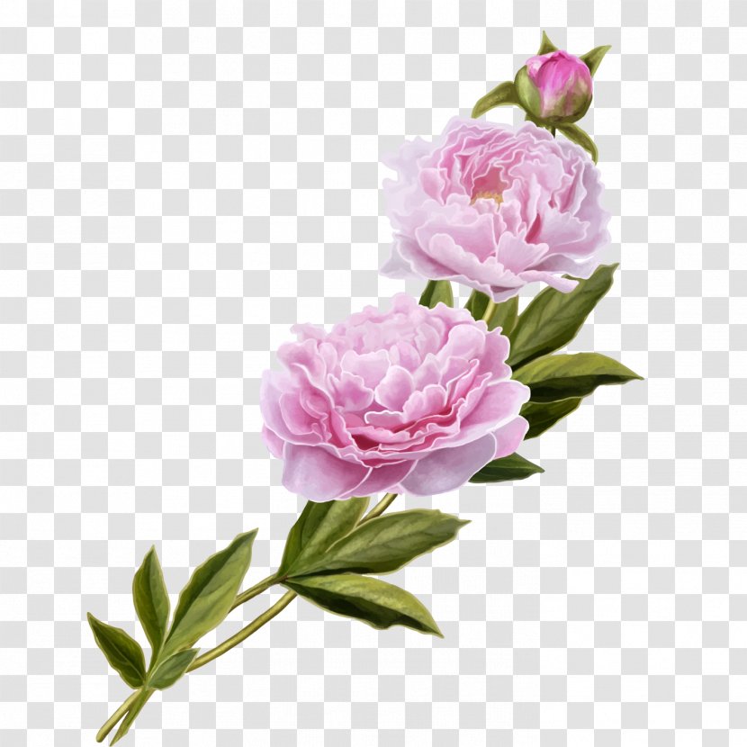 Centifolia Roses Peony Pink Garden - Plant Transparent PNG