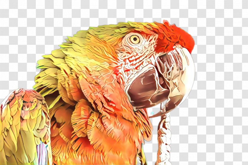 Feather - Budgie Wildlife Transparent PNG