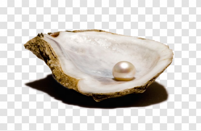 Oyster Clam Bivalvia Pearl Seashell - Pearls Transparent PNG