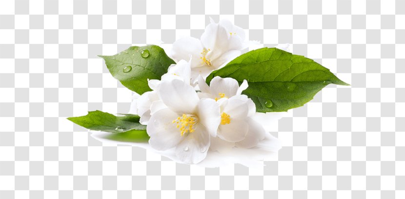 Stock Photography Flower Arabian Jasmine Royalty-free - Cut Flowers Transparent PNG