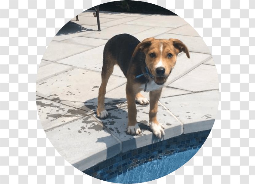 Dog Breed Beagle Snout - Happy Pet Transparent PNG