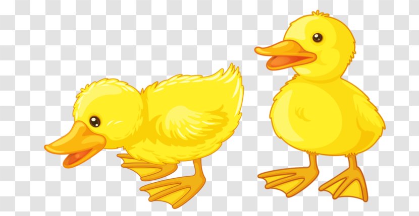 Baby Ducks Duckling Clip Art - Poultry - Duck Transparent PNG