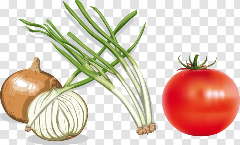 Onion Vecteur Computer File - Onions Tomato Vector Material Transparent PNG