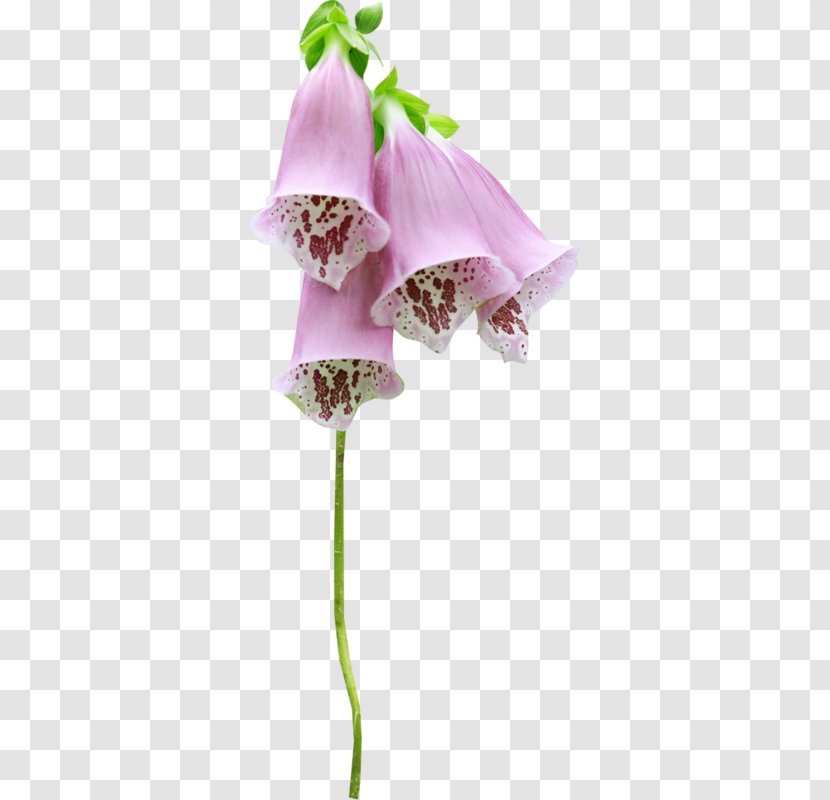 Cut Flowers Petal Plant Stem - Purple - Flower Transparent PNG
