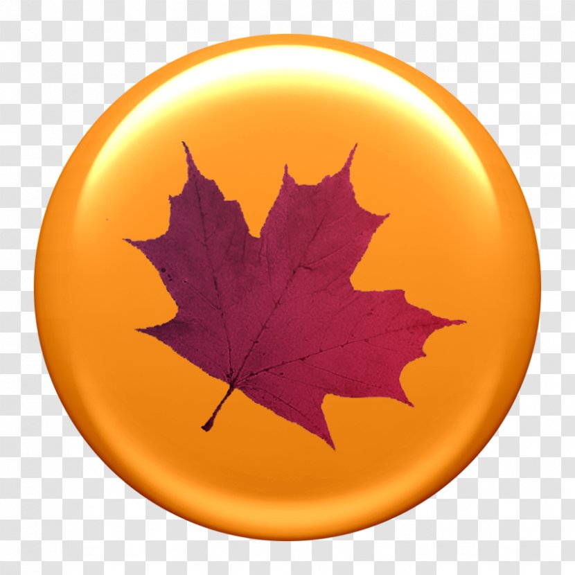Paper Maple Leaf Autumn Color - Tree - Autunm Transparent PNG