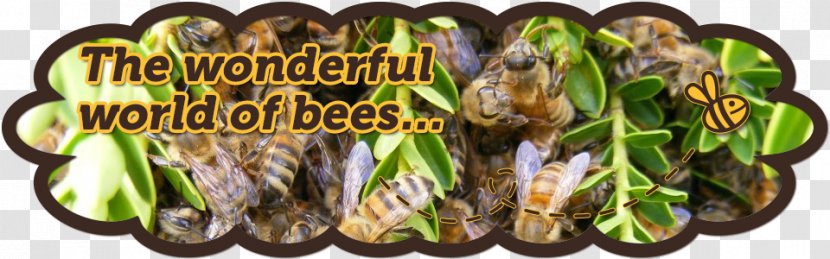Honey Bee Pollen Worker Beehive - Honeybee Venom Transparent PNG