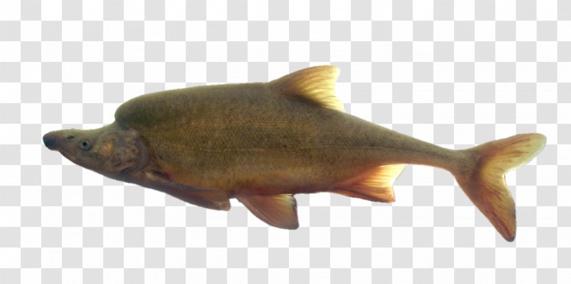 Little Colorado River Humpback Chub Rainbow Trout Bony Fishes - Fauna - Fish Transparent PNG
