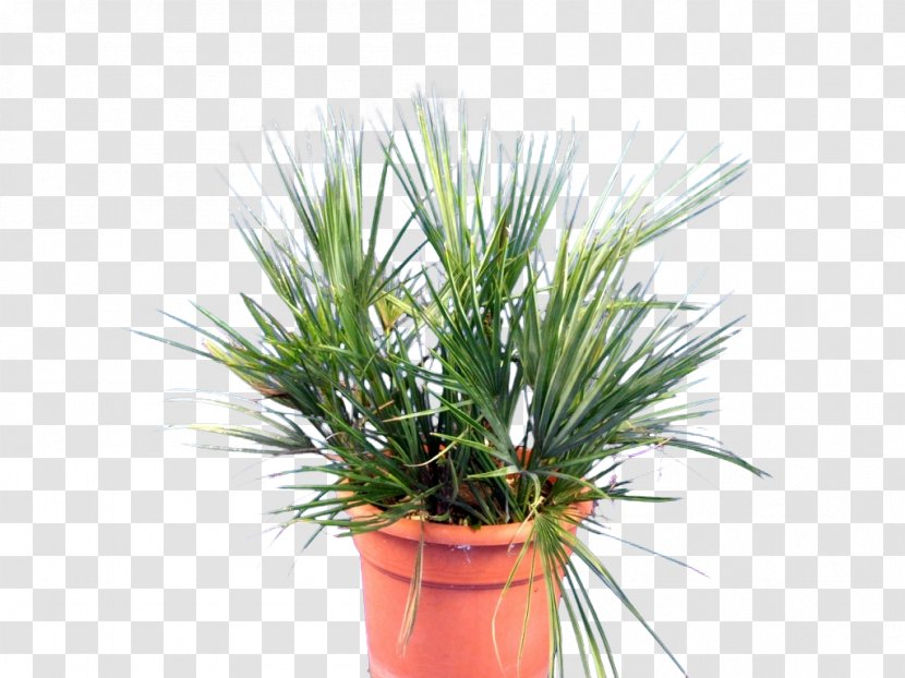 Palm Trees Plants Chamaerops Humilis Vascular Plant Orchids - Grass Transparent PNG