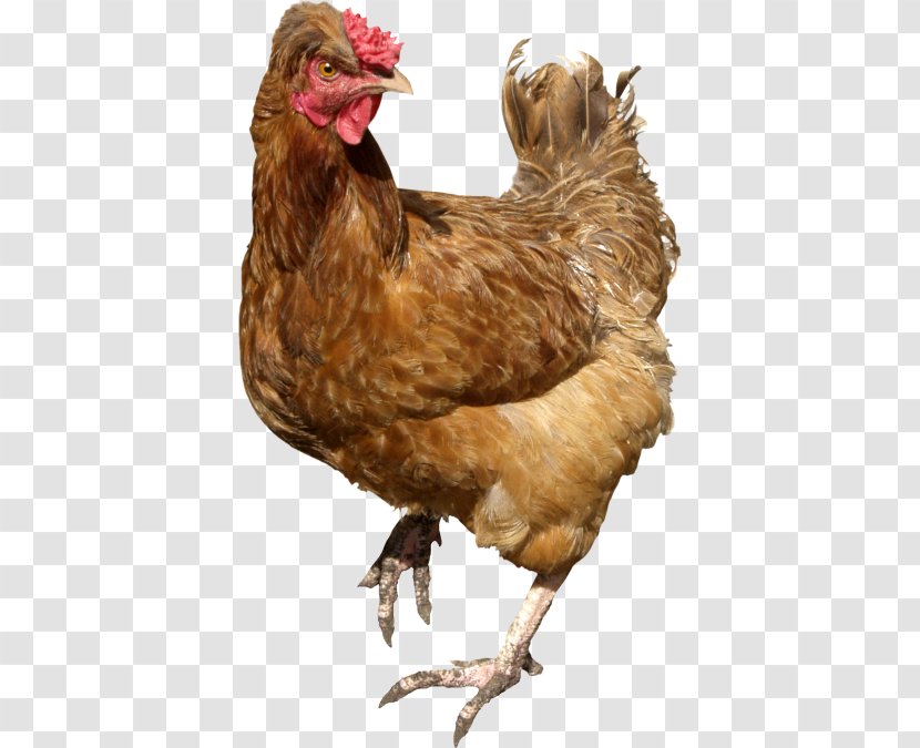 Chicken Image Stock.xchng Stock Photography - Art Transparent PNG