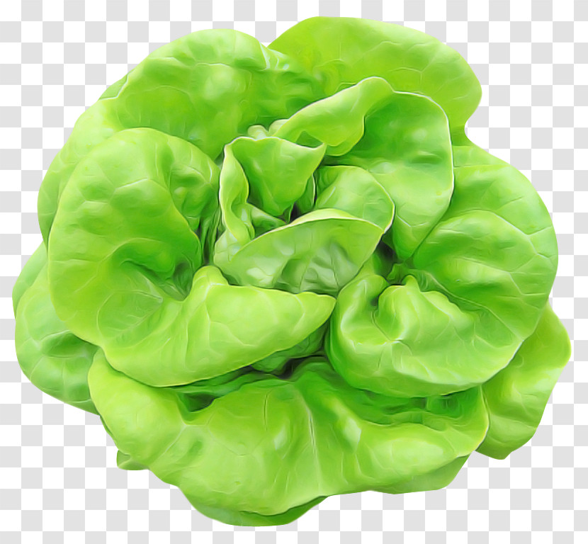 Green Lettuce Leaf Vegetable Plant Leaf Transparent PNG