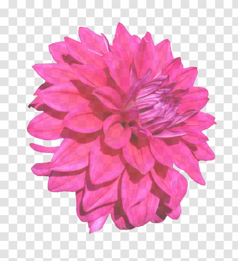 Pink Petal Flower Dahlia Plant - Cut Flowers - Gerbera Transparent PNG