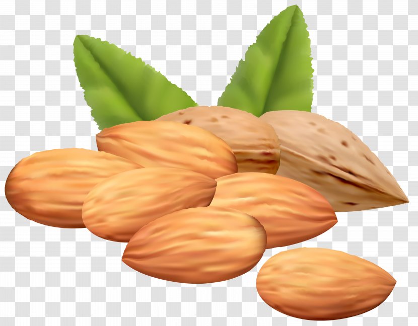Almond Royalty-free Stock Photography Clip Art - Tree Nuts - Clipart Image Transparent PNG
