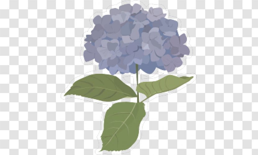 French Hydrangea Clip Art - Design Transparent PNG