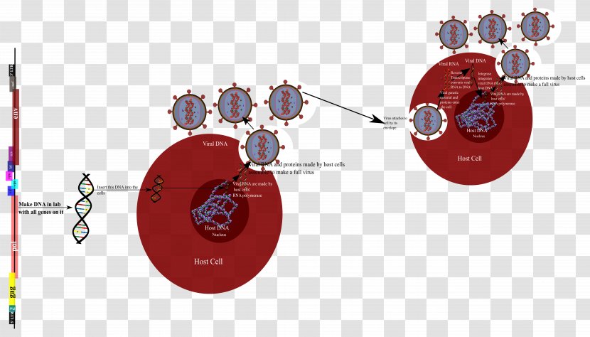 Product Design Diagram Graphics Technology - Hiv Virus Clipart Transparent PNG