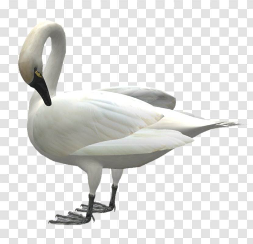 Cygnini Swan Goose Bird Domestic - Animal - Plumed Transparent PNG