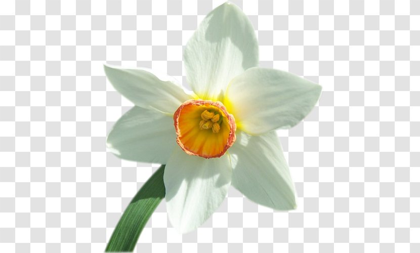 Narcissus - Plant - Petal Transparent PNG