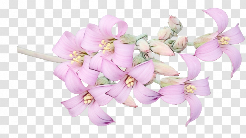 Flower Bouquet Transparent PNG