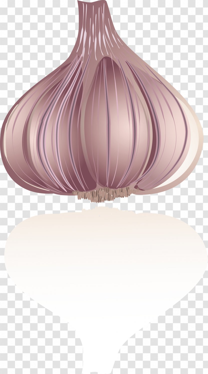 Garlic Purple Drawing - Lilac - Vector Transparent PNG
