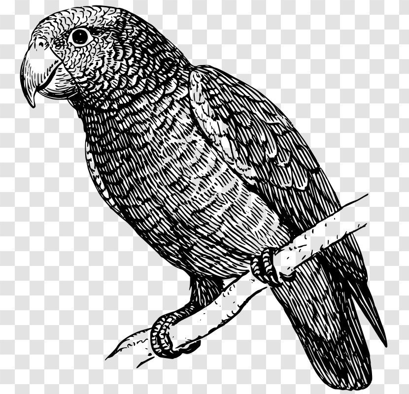 Parrot Drawing Black And White Talking Bird - Vulture Transparent PNG
