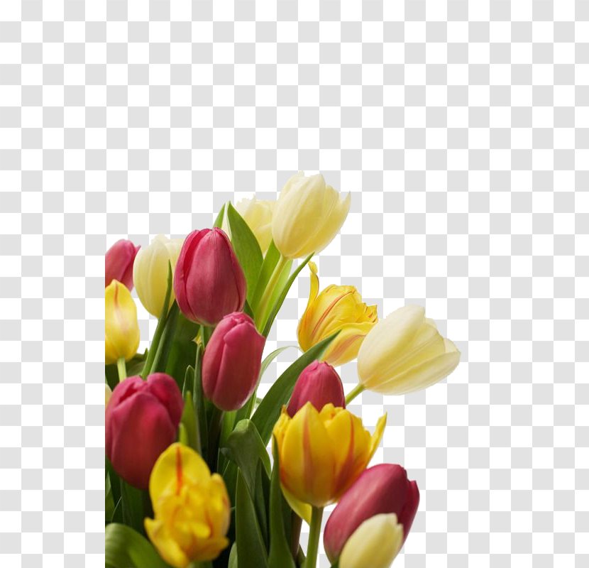 Tulip Flower Bouquet Islam - Plant Stem - Elegant Of Tulips Transparent PNG
