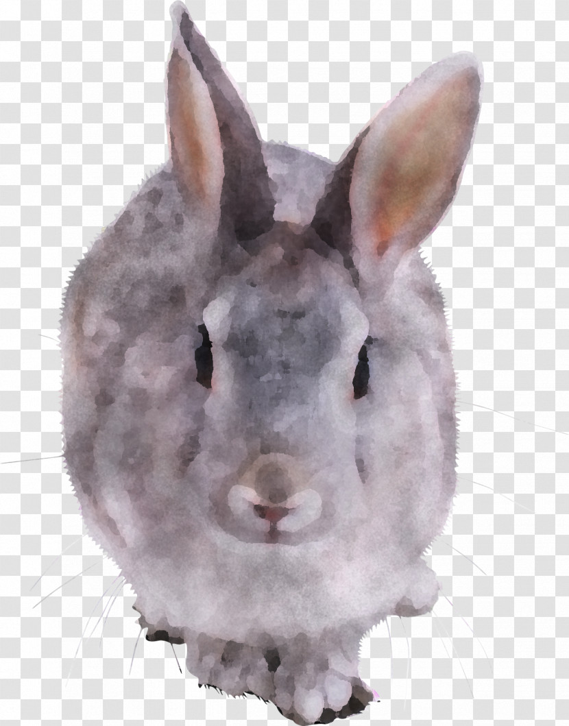 Rabbit Rabbits And Hares Snout Nose Hare Transparent PNG