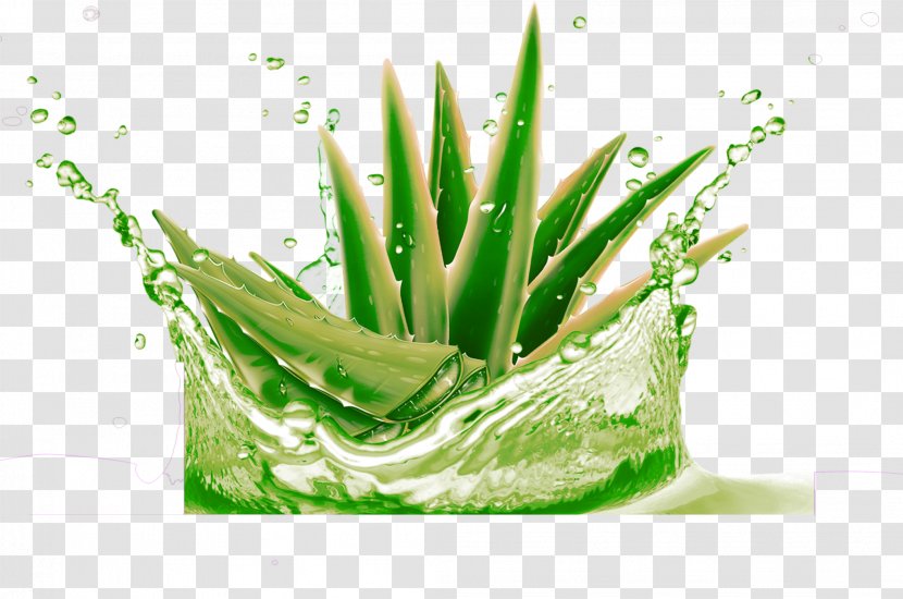 Aloe Vera Raster Graphics Gel High-definition Television - Highdefinition - Green And Fresh Decorative Pattern Transparent PNG