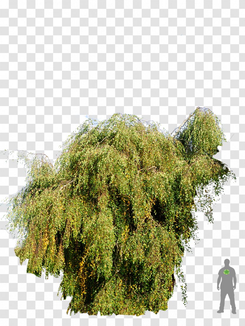 Tree Shrubland Biome Evergreen - Lawn Transparent PNG