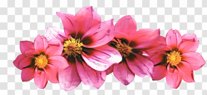Flower Floral Design Cosmetics Peony Petal - Gazania Transparent PNG