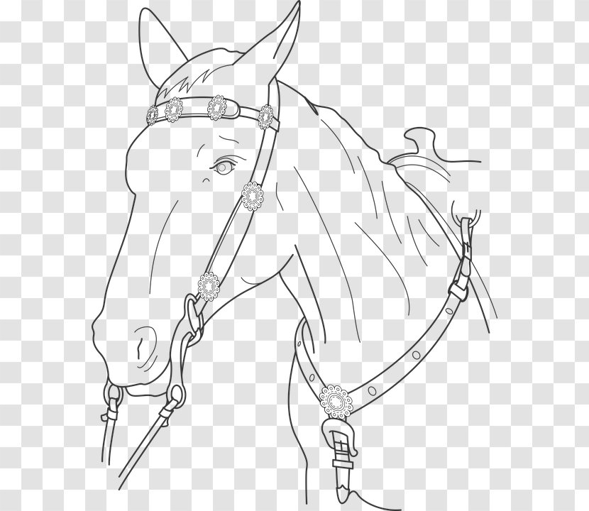 Horse Stallion Drawing Clip Art Coloring Book - Artwork Transparent PNG
