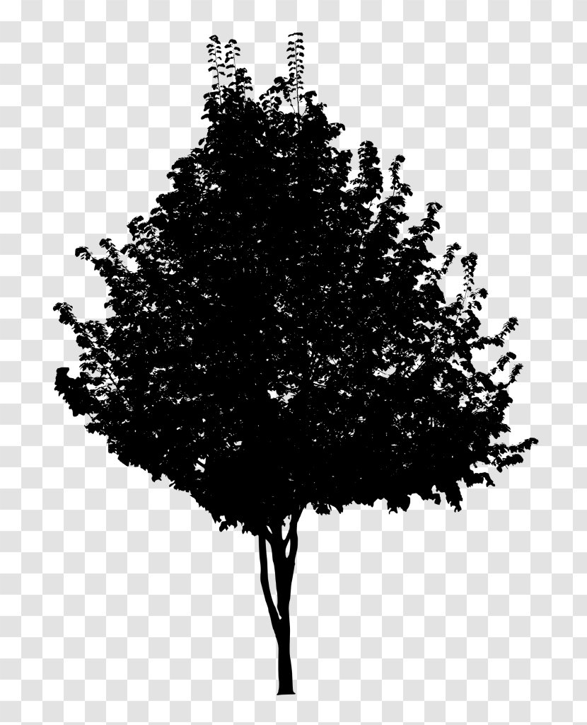 Tree Black And White Branch - Conifers Transparent PNG