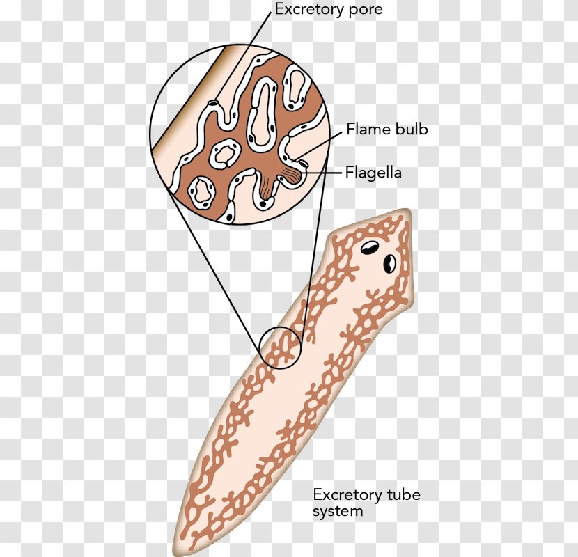 Flatworm Animal Planarian Excretory System - Cartoon Transparent PNG