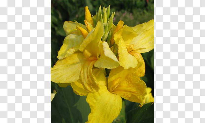 Canna Large-flowered Evening-primrose Terra Ceia Farms Narrow-leaved Sundrops Plant - Narrow Leaved Transparent PNG