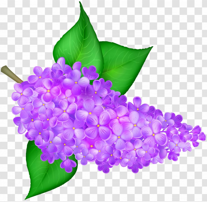 Lilac Flower Clip Art - Hydrangea - Transparent Image Transparent PNG