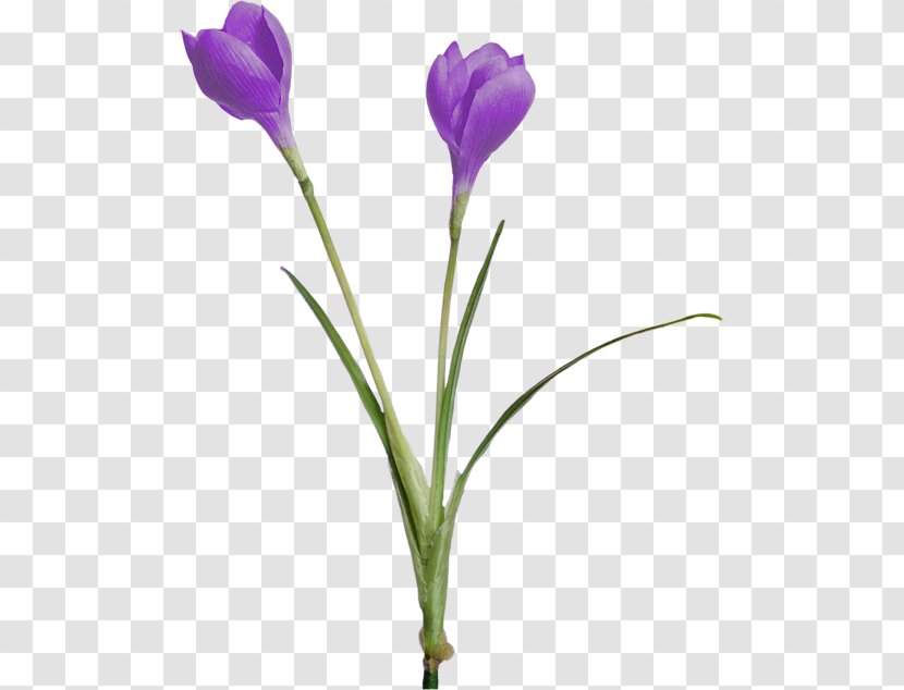 Crocus Clip Art - Plant Transparent PNG