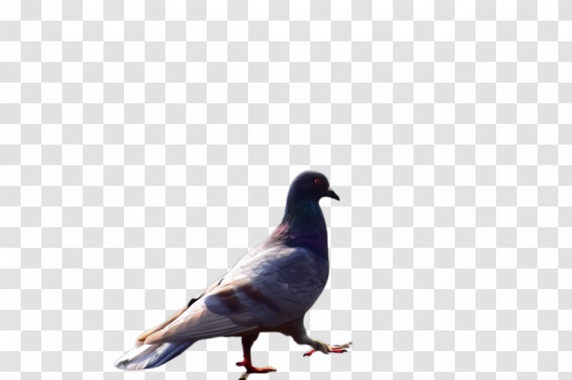 Dove Bird - Pigeon - Wildlife Beak Transparent PNG