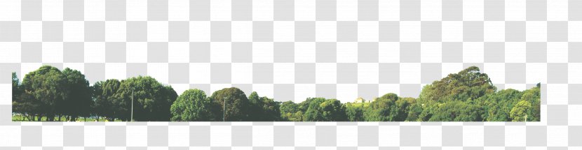 Brand Property Land Lot Tree - Window - Park View Transparent PNG