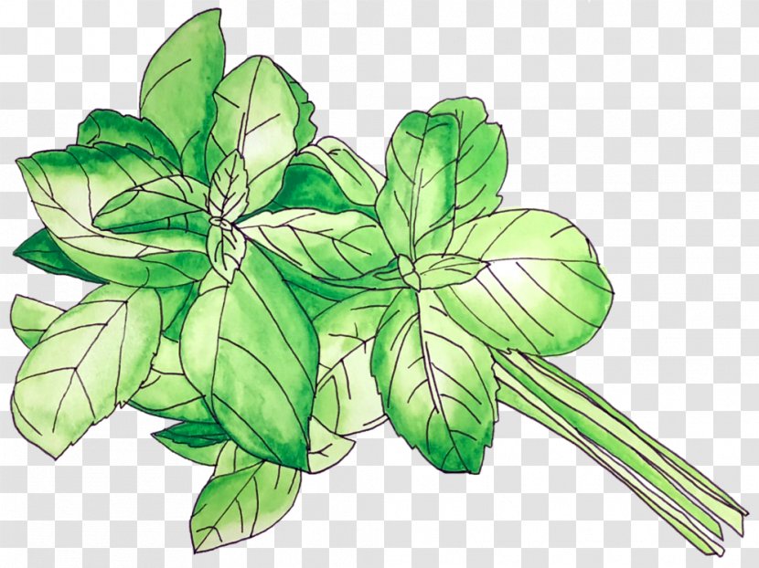Leaf Illustration World Flower Basil - Botany Transparent PNG